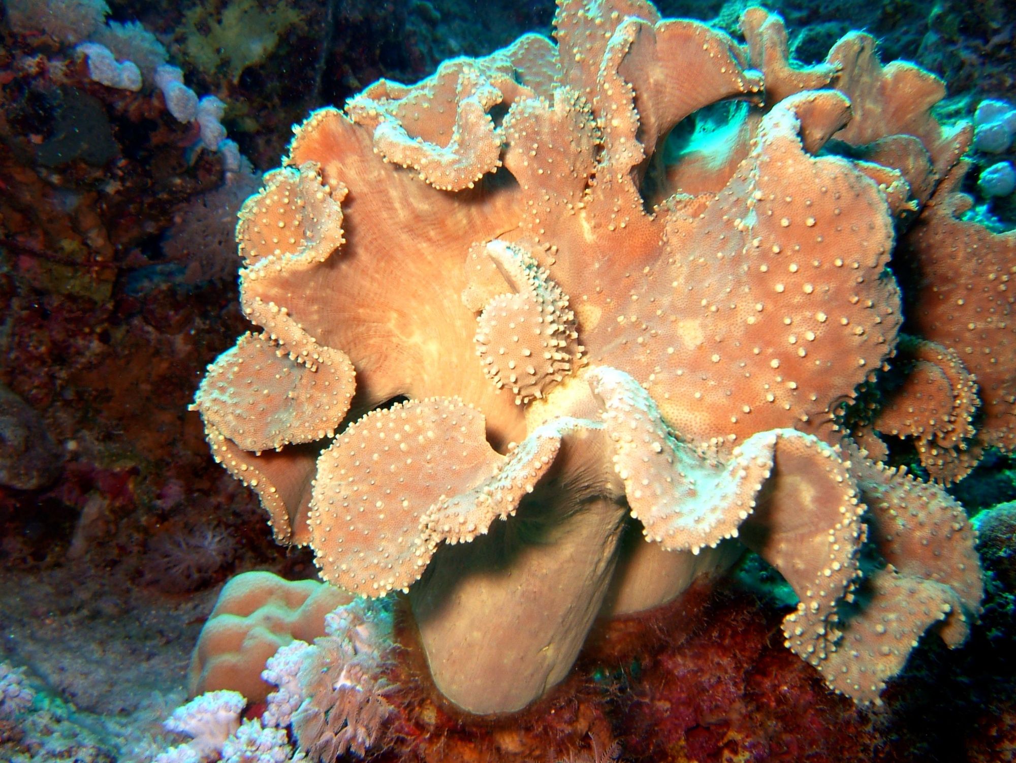 Reefsecrets portal voor de échte zeeaquariaan