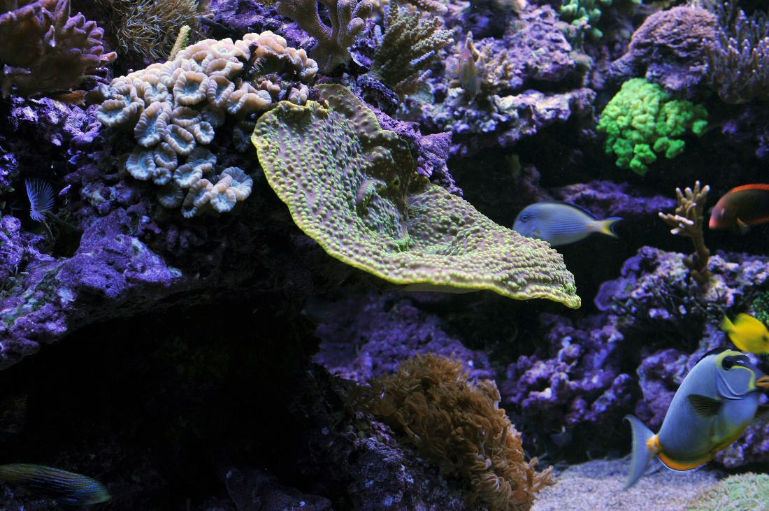 Reefsecrets portal voor de échte zeeaquariaan