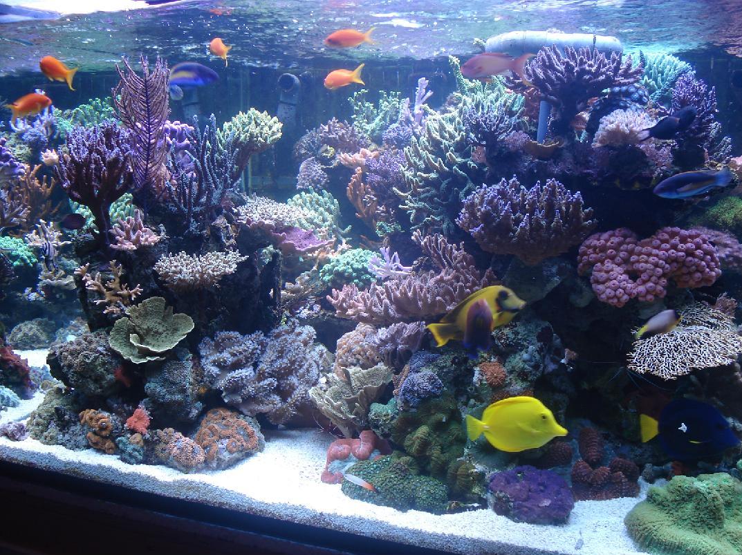 Reefsecrets portal voor de échte zeeaquariaan