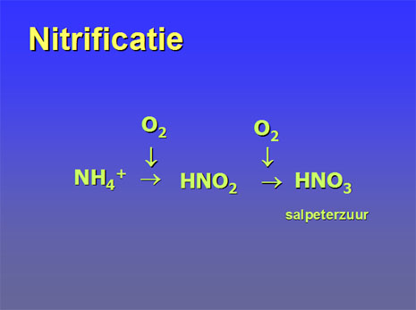 nitrificatie