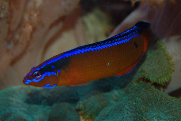 Pseudochromis_aldabraensis.jpg