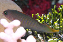 Pseudochromis_marshallensis.jpg