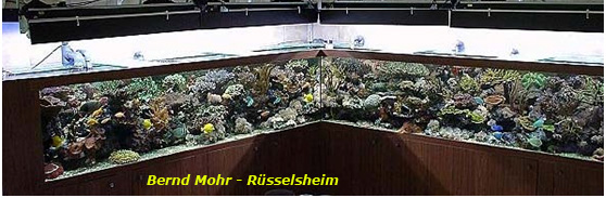 Mohr aquarium.jpg