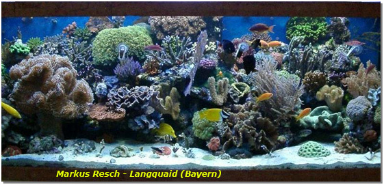 Resch aquarium.jpg