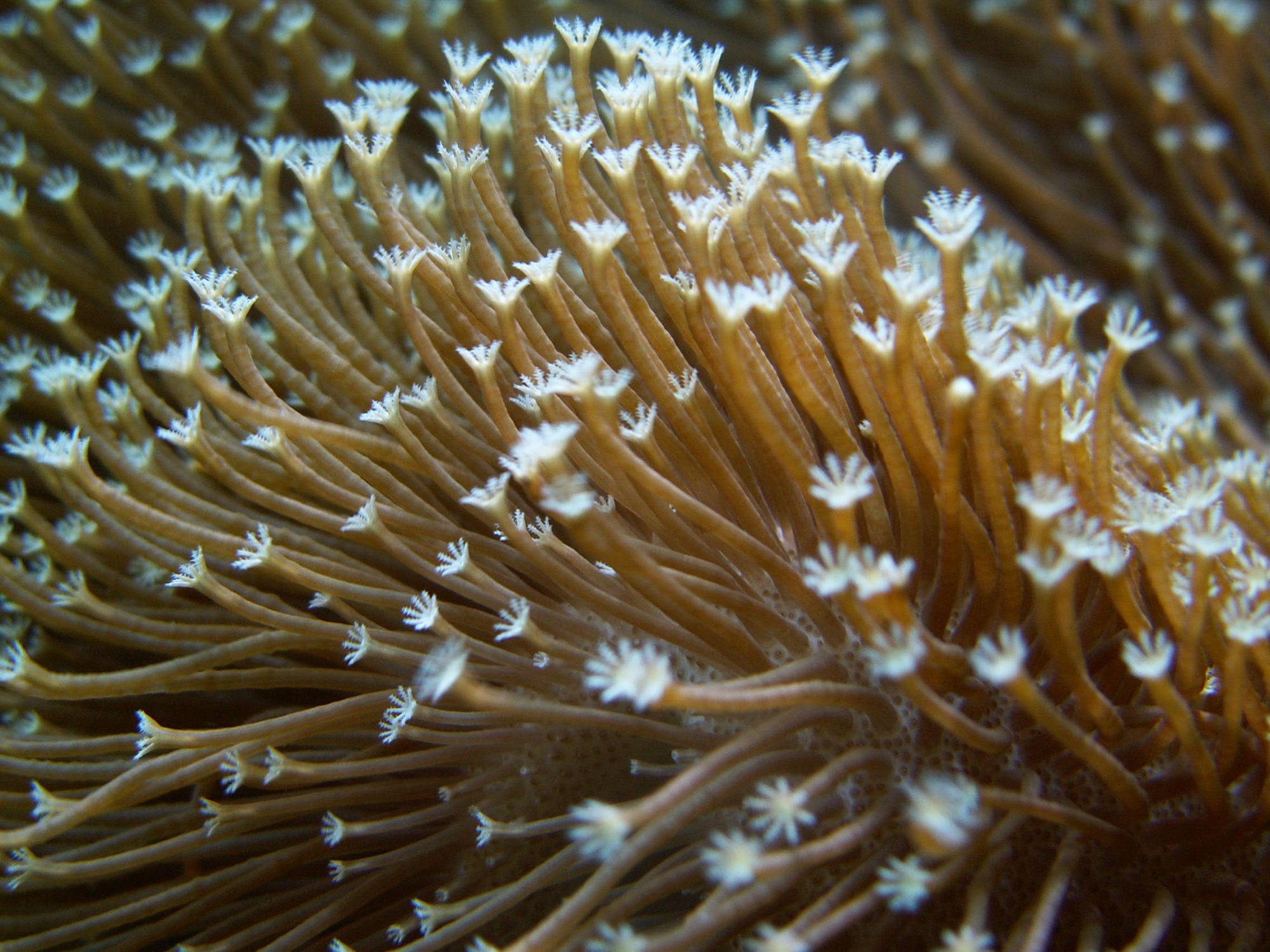 binding van Betrokken Soft koralen in het zeeaquarium