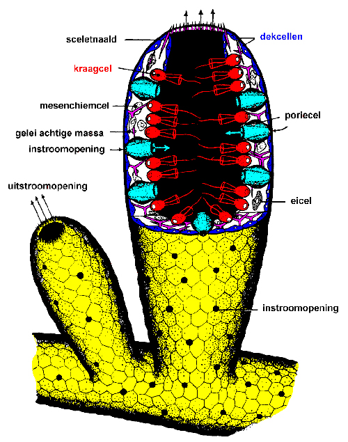 Spons schematisch