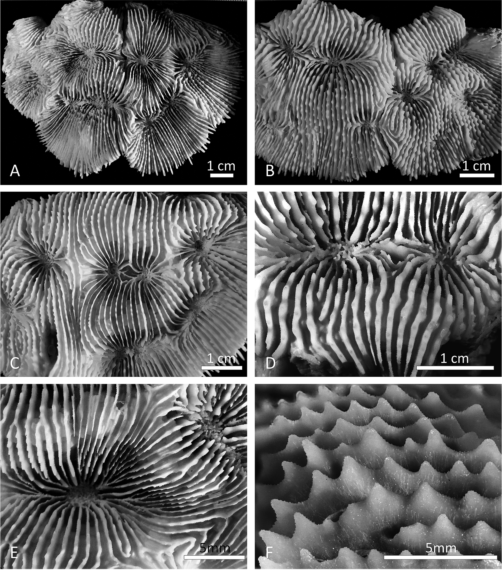 Corallum