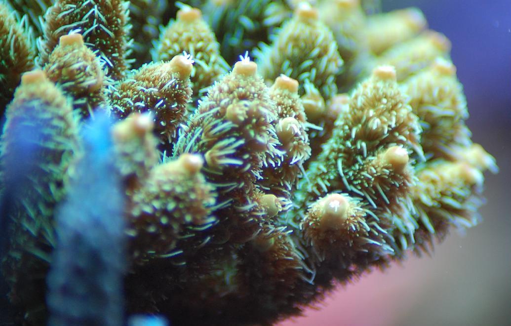 Acropora Millepora Green