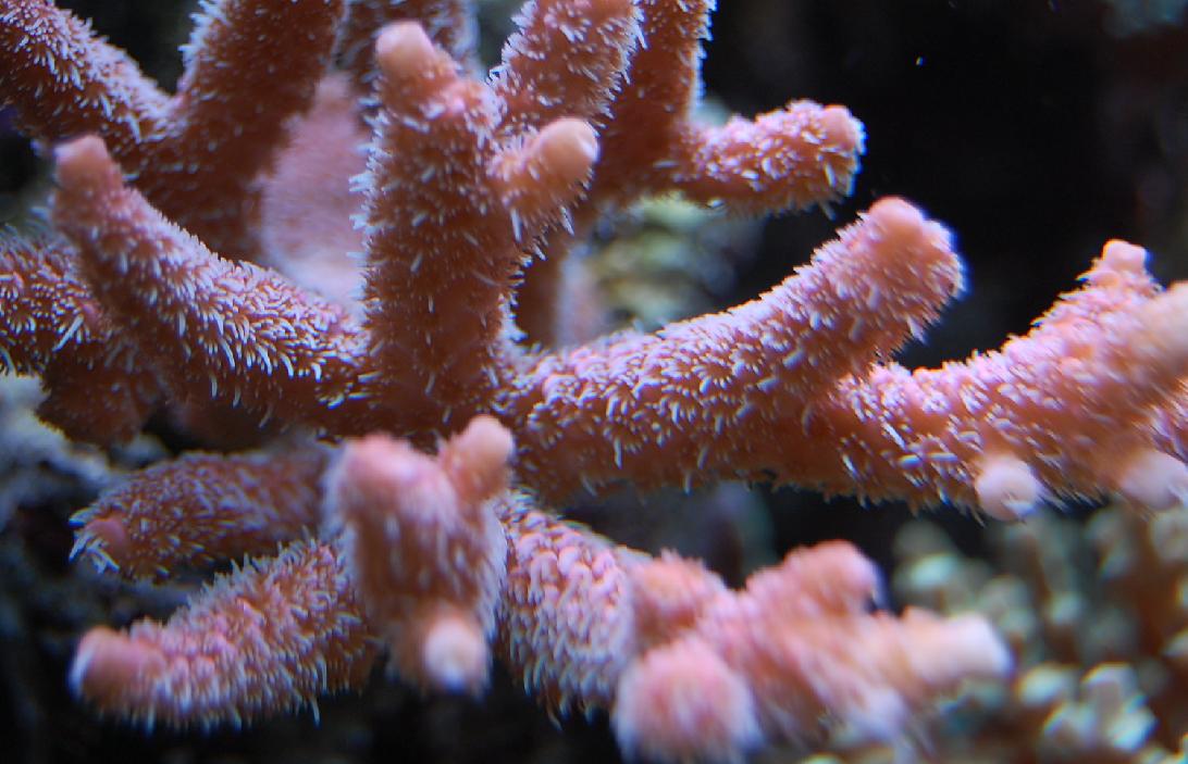 Acropora Millepora Roze