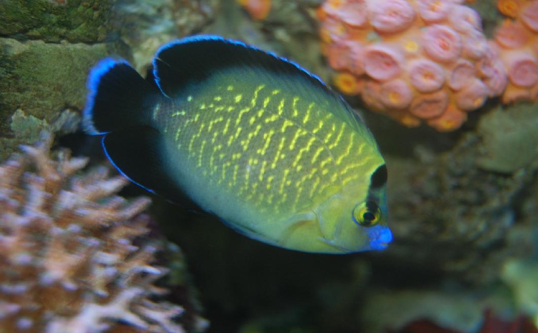 Apolemichthys Xanthopunctatus