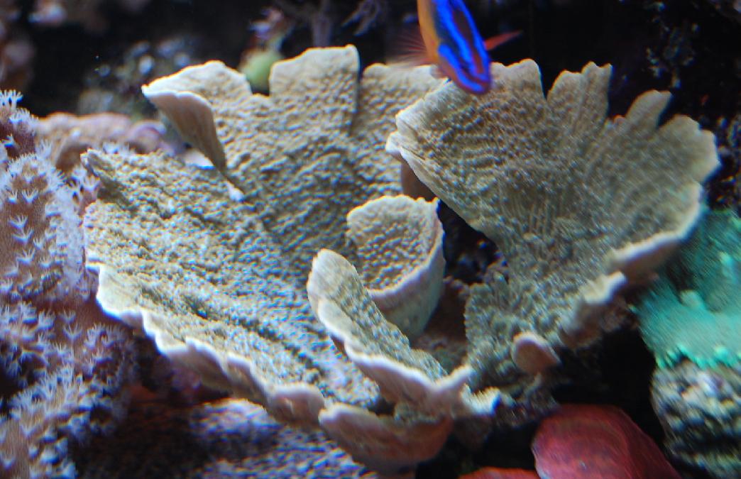 Montipora Vietnamiensis