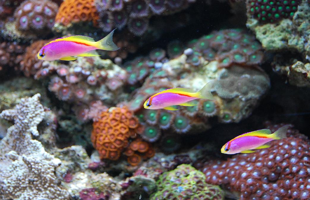 Pseudanthias Ventralis