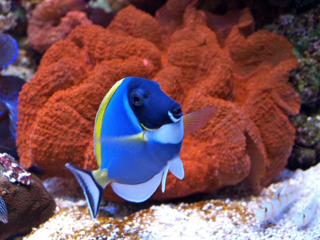 Acanthurus leucosternon 19 12 2007 075