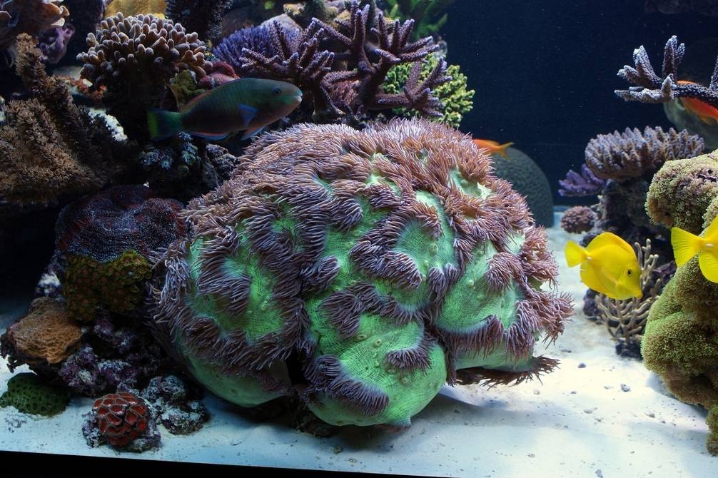 koraal groot