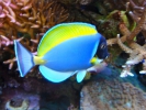 Acanthurus_leucosternon_3e_kwartaal_2007_006