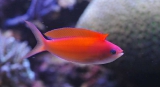 anthias_dispar2