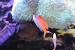 anthias_dispar3