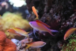 anthias_dispar4