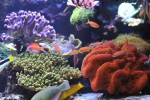 anthias_dispar5