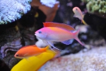 anthias_dispart1