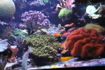 anthias_dispart6