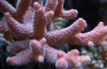 Acropora_Millepora_Roze