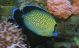 Apolemichthys_Xanthopunctatus