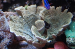 Montipora_Vietnamiensis