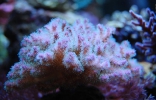 Pocillopora_Lila