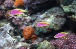 Pseudanthias_Ventralis