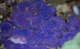 Rhodactis_Purple