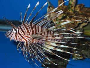 Pterois_volitans_AQ_CALFO_2