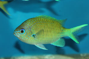 chromis