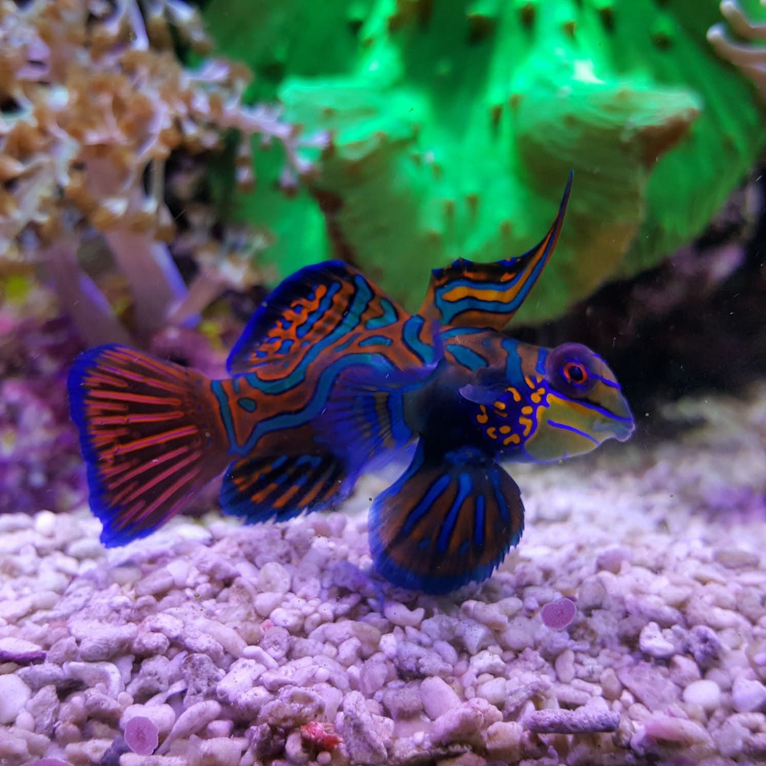 Synchiropus splendidus