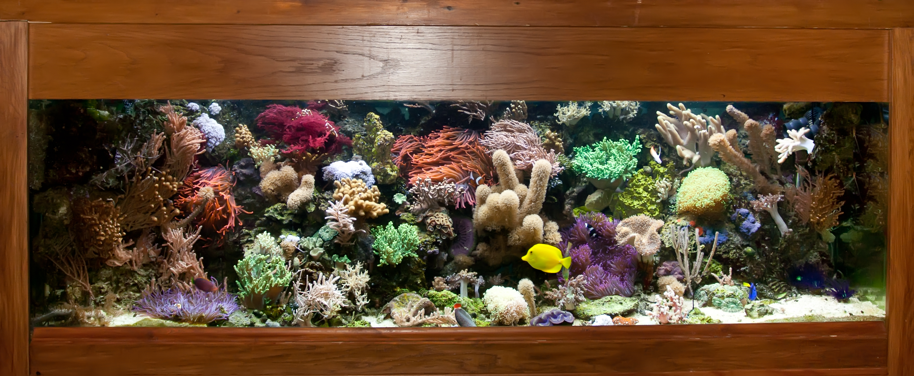 ontploffen geef de bloem water zuigen Het softkoralen aquarium