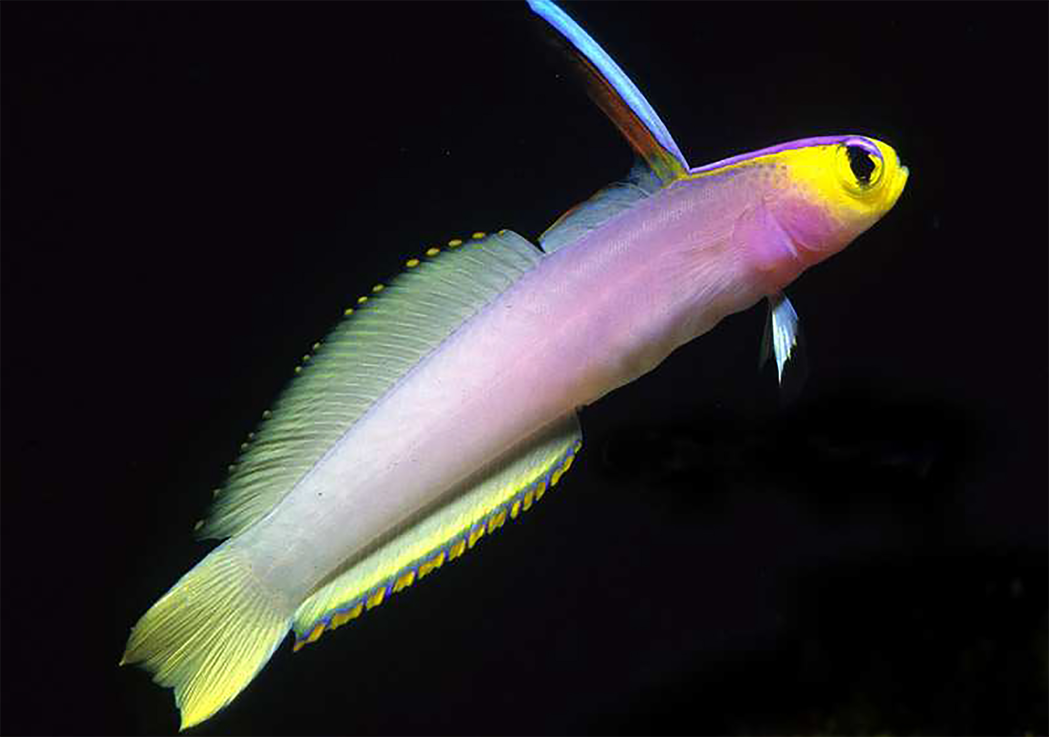 Vissen \u0026 Zeepaarden, image size:3333x2342