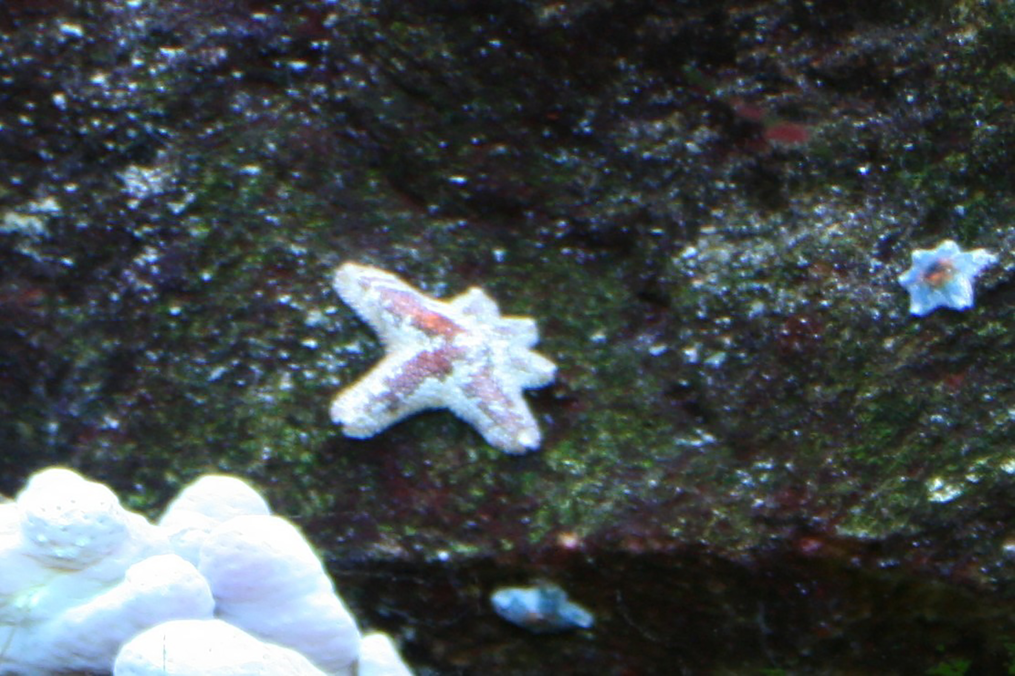 verzonden Wierook via Mijn ervaringen met zeesterren in het aquarium